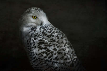 Snowy owl on a dark background in the Studio. Close-up.の写真素材