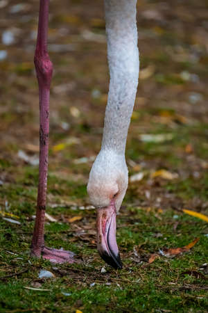 Flamingo is a large flamingo in the phoenicopteridae family.の写真素材
