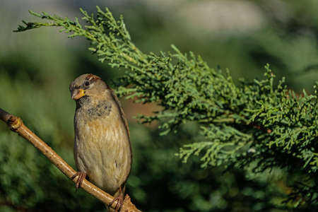 Sparrow perched on a branch of a juniper tree.の写真素材