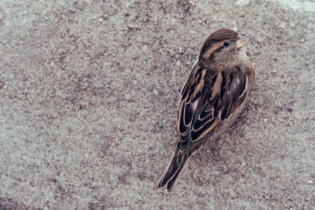A sparrow sits on the ground in the city. Sparrow on the groundの写真素材