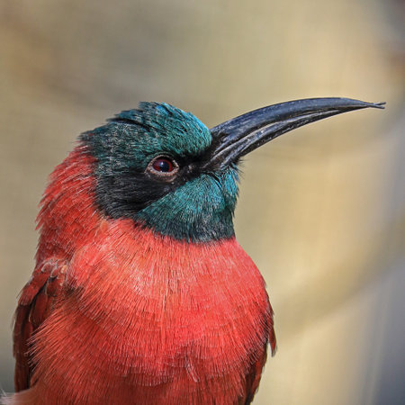 A closeup shot of a red-breasted bee-eaterの写真素材