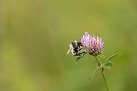 macrophotography of a hairy-footed flower bee sarching for pollen on a clover plant