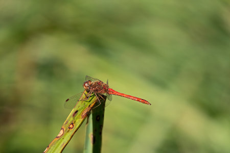 macrophotography close up of a ruddy darter dragonfly perching on a reed stalkの写真素材