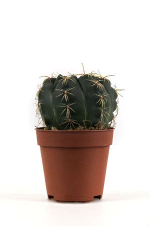 small ferocactus in plastic pot on white backgroundの写真素材