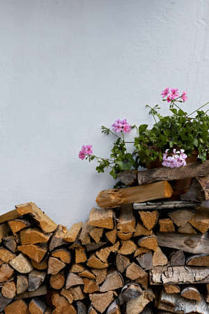 stacked firewood on a white house wall with a pink flowering geraniumの写真素材
