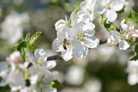 close up of white blossoms on fruit tree with beeの写真素材