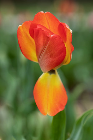 wilting tulip against a green backgroundの写真素材