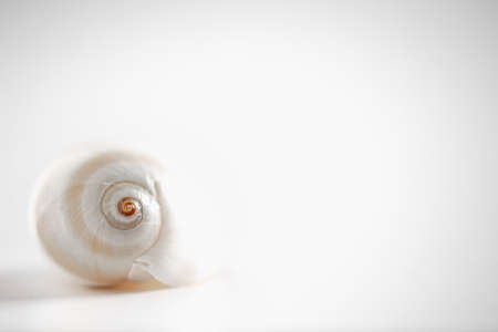 white snail shell against white background, high keyの写真素材