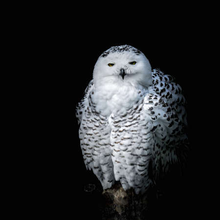 portrait of a snowy owl sitting on a tree trunkの写真素材