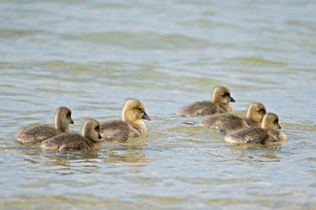 close up of six little goslings swimming on the waterの写真素材