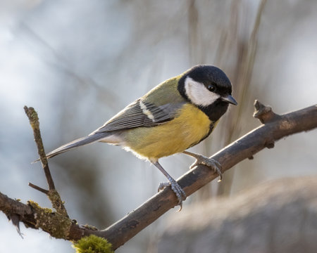 Great tit, Parus Major, single bird on branchの写真素材
