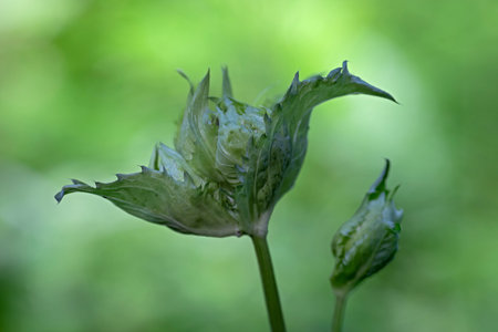 close-up of a still closed flower of a cabbage thistleの写真素材