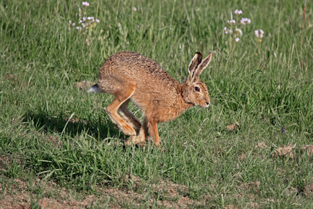 hare running, bavarian animal in the wild