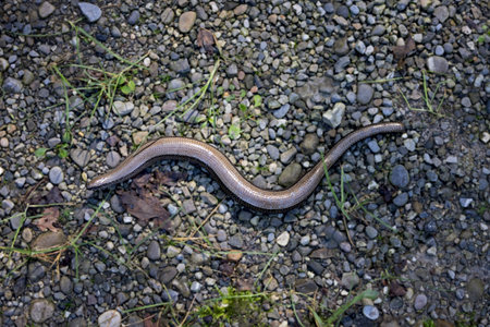 slowworm on stony groundの写真素材
