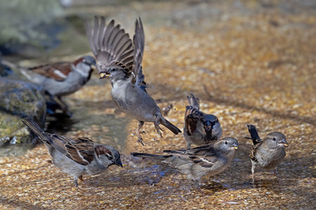 Several house sparrows are looking for grains in the waterの写真素材