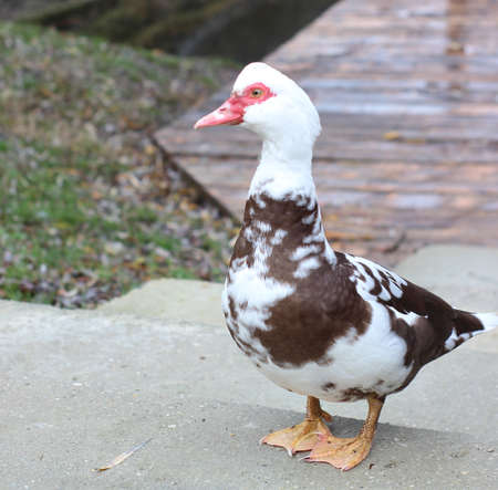 A duck walks near a lake, in nature, near grass and treesの写真素材