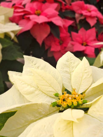Christmas Poinsettiasの写真素材