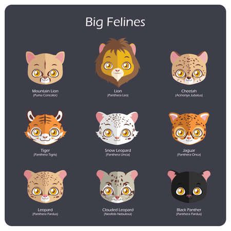 Big feline flat avatars with regular and scientific namesのイラスト素材