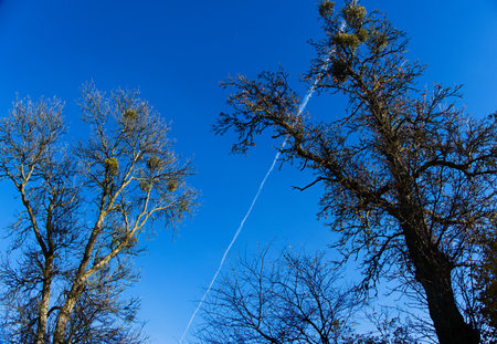 Trees with blue sky and contrails of a plane on a sunny dayの写真素材
