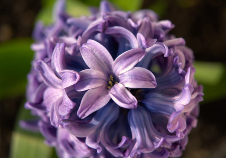 Hyacinthus orientalis, blue hyacinth.