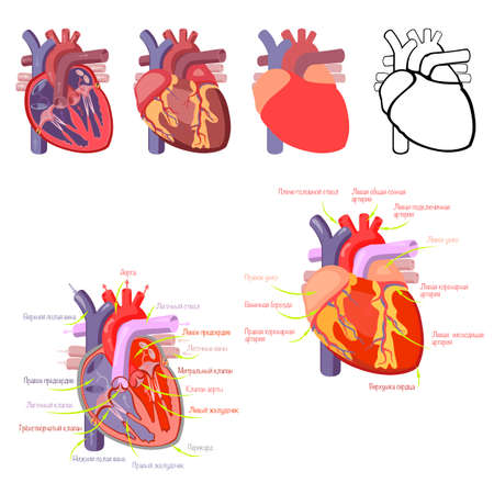 The structure of the heart, a schematic representation of the work of the heart.のイラスト素材