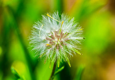 Cloud Flowerの写真素材