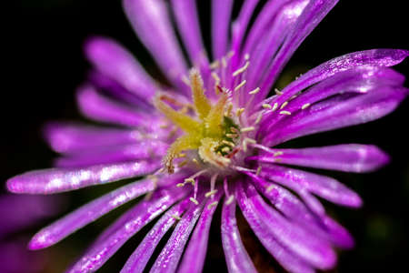 Flower Macro Violetの写真素材