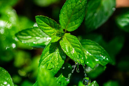 Mint and Water Splashの写真素材