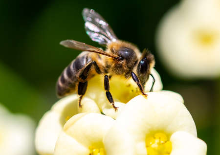 Bee Feeding Flowerの写真素材
