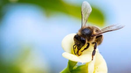 Bee Feeding Springの写真素材