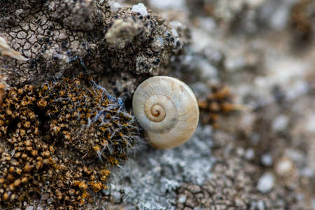 Snail Full Texturedの写真素材