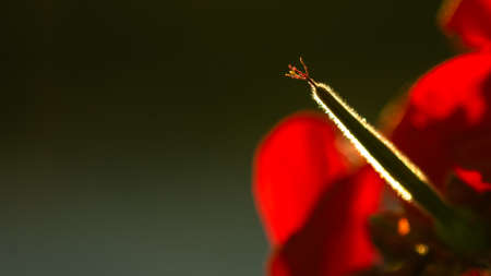 Red Sunset flowerの写真素材