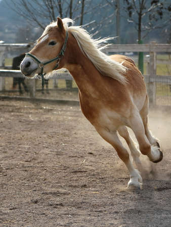 Palomino Horseの写真素材