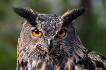 Portrait of an eagle-owl (bubo bubo) staring at the photographerの写真素材