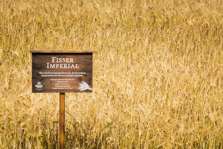 15 august 2018, Fiss (Austria): Field of Fisser Imperial barley used for beer productionのeditorial素材
