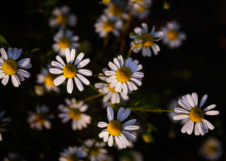 Flowers of Camomile (Matricaria Chamomilla) at sunsetの写真素材