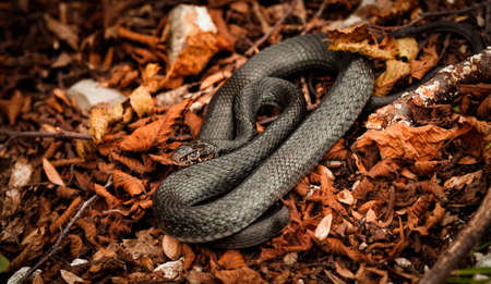 A black variant (Hierophis Carbonarius) of the Green Whip Snake (Hierophis Viridiflavus) among orange coloured leaves in a wood during autumn foliageの写真素材