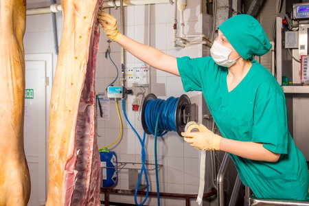 Carcasses of pigs in row in meat factory. Russia