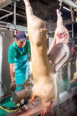 Carcasses of pigs in row in meat factory. Russiaのeditorial素材