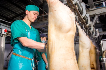 Carcasses of pigs in row in meat factory. Russiaのeditorial素材