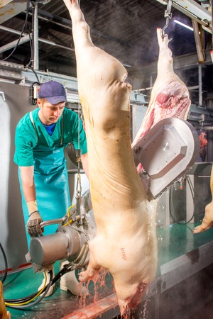 Ulan-Ude, Russia - March 1, 2016: Carcasses of pigs in row in meat factory. Russiaのeditorial素材