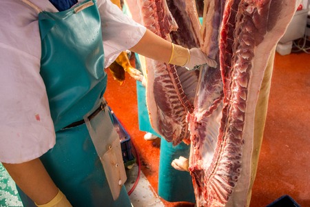 Carcasses of pigs in row in meat factory. Russiaの写真素材