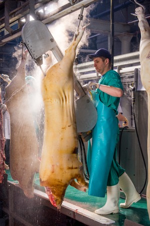 Carcasses of pigs in row in meat factory. Russiaのeditorial素材