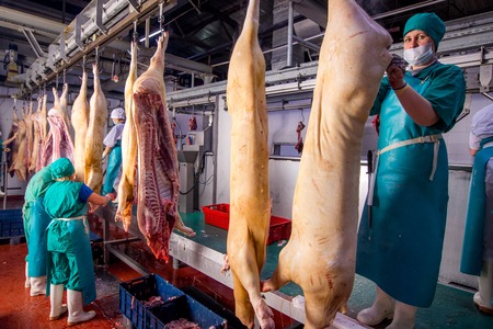 Ulan-Ude, Russia - March 1, 2016: Carcasses of pigs in row in meat factory.のeditorial素材