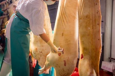Carcasses of pigs in row in meat factory. Russiaの写真素材