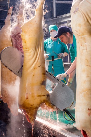 Carcasses of pigs in row in meat factory. Russiaのeditorial素材