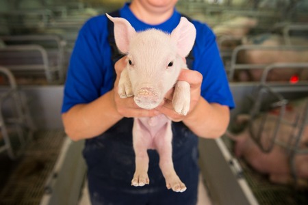 Pig at a factory. Farming. Little piggyの写真素材