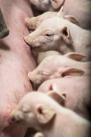 Pig in pig sty on organic farmの写真素材