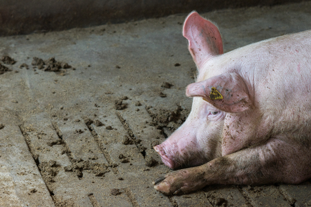 pig in pig sty on arganic farmの写真素材