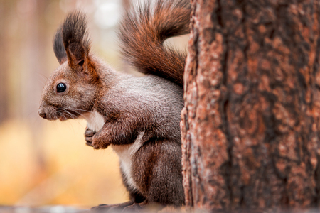 Red squirrel on a stump eating nuts